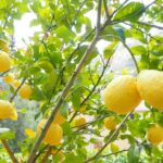Cultivating a Lemon Tree from Seed