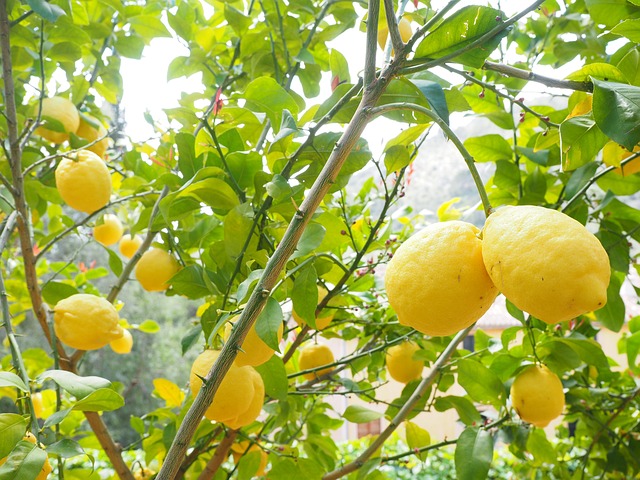 Cultivating a Lemon Tree from Seed